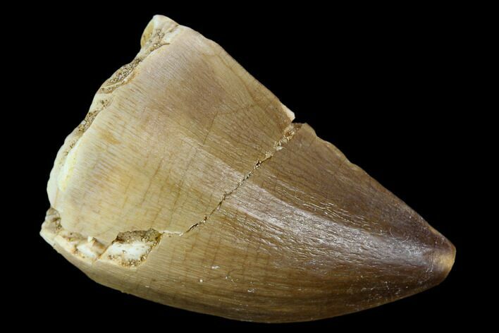 Mosasaur (Prognathodon) Tooth - Morocco #118974